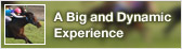 A Big and Dynamic Experience