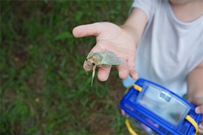 photo: I Shared the Joy of Finding Various Living Creatures with My Children through the "Eureka! Living Creatures" Program