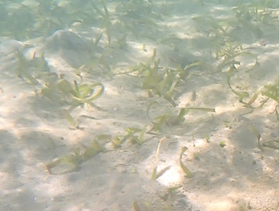 Tape seagrass with leaves shortened due to consumption by green sea turtles